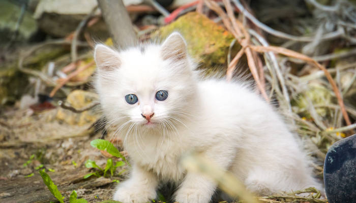 摄图网_303615530_可爱的白色小猫咪蓝眼睛户外土耳其的阿哥拉（企业副本.jpg
