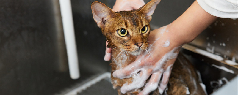 猫洗澡5.jpg