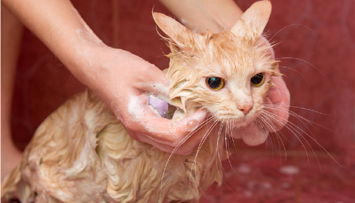 猫洗澡1.jpg