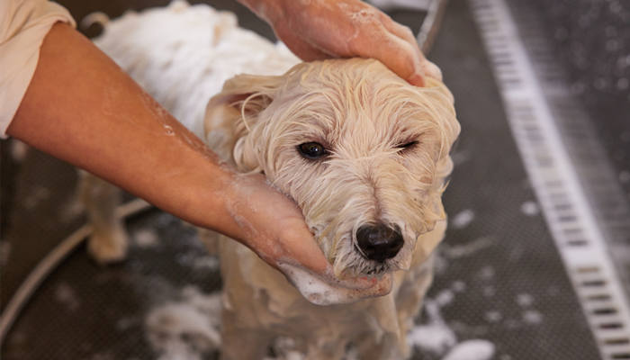 摄图网_501808056_宠物店技师给宠物狗狗洗澡打泡泡特写(企业商用)