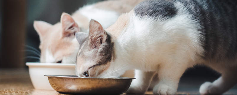 猫咪能喝热水吗