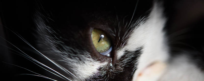 猫咪最常见的眼睛颜色