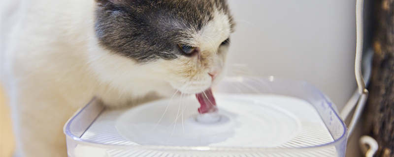 怎样让猫多喝水