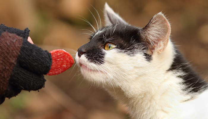 猫咪适合吃哪些生肉食物
