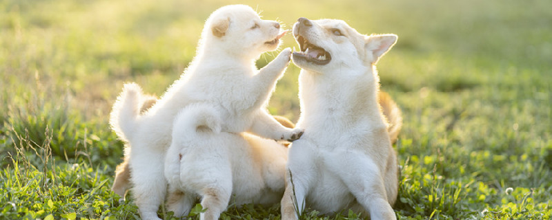 日本柴犬优点是什么