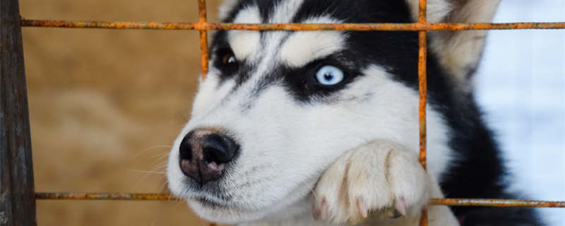 摄图网_306877554_有着不同眼睛的哈士奇狗黑白哈士奇棕色和蓝色的眼睛有着不同眼睛的哈士奇狗黑白哈士奇棕色和蓝色的眼睛（企业商本.jpg