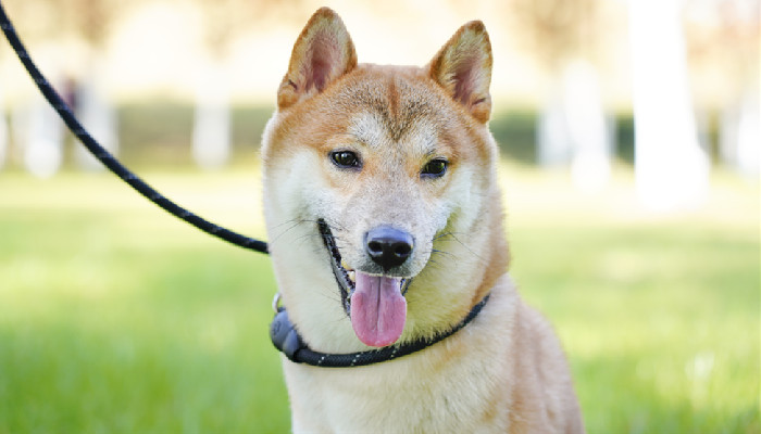 日本柴犬优点是什么