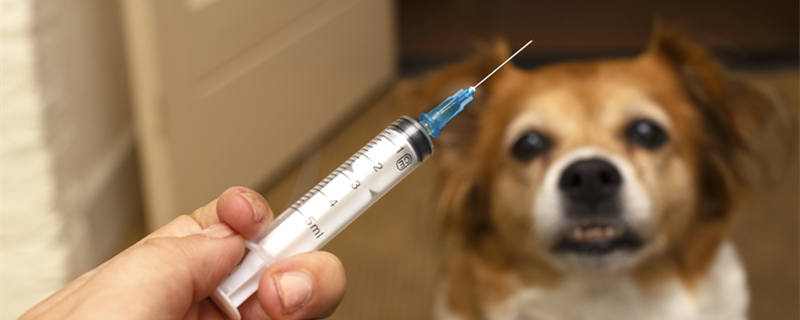 狗狗洗澡后可以打疫苗吗