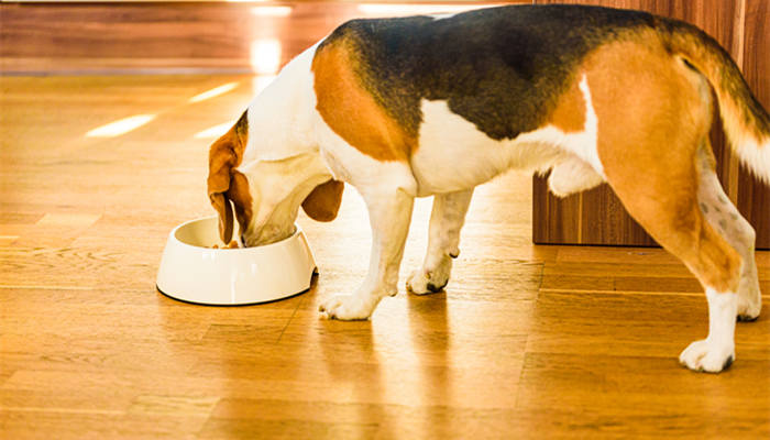 摄图网_307252840_在明亮的室内狗小猎犬正在吃碗里的食物狗粮概念在明亮的室内狗小猎犬正在吃碗里的食物（企业商副本.jpg