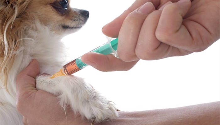 狗狗洗澡后可以打疫苗吗