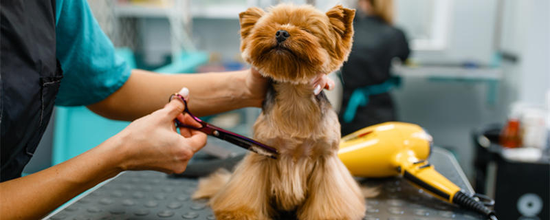 摄图网_302597662_美容师正在给小狗修剪毛发（企业副本.jpg