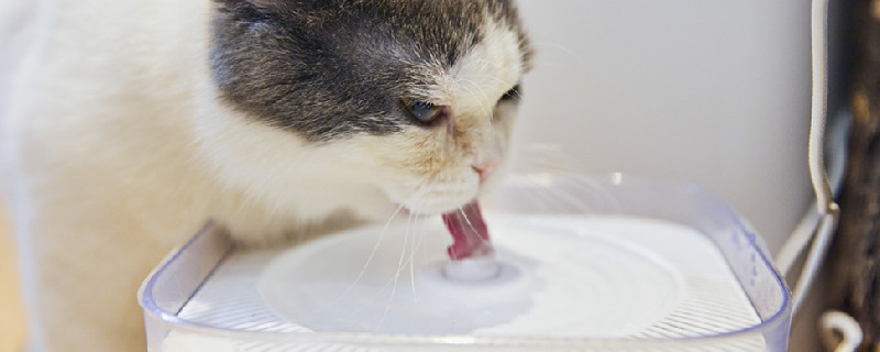 猫喝水2.jpg