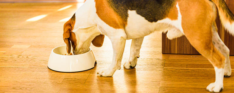 摄图网_307252840_在明亮的室内狗小猎犬正在吃碗里的食物狗粮概念在明亮的室内狗小猎犬正在吃碗里的食物_副本.jpg