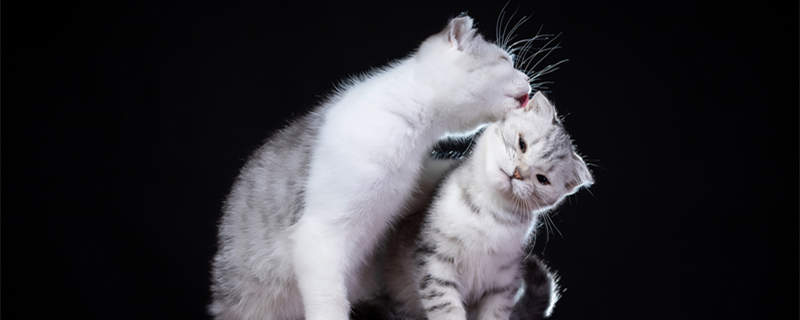 一只猫给另一只猫舔毛是什么意思