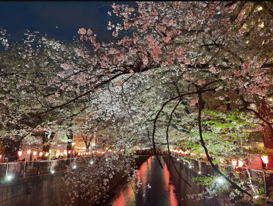 日本东京都内的赏樱胜地
