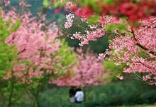 福建永福樱花迎来最佳观赏期！春节去刚好！