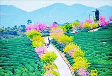 世界上最大的樱花园，竟然就在中国！比日本的大5倍！