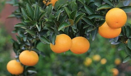 建陽桔柚