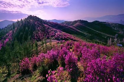 紫云岭森林公园