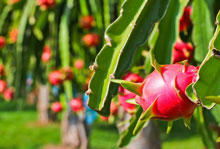 火龙果在赣州能种植吗