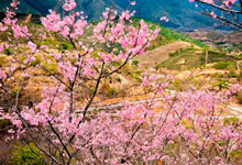 广州新丰樱花峪在哪里 新丰樱花峪旅游攻略