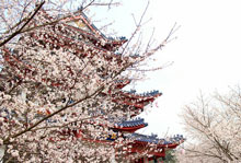 清明節黿頭渚還有櫻花嗎 無錫黿頭渚櫻花時間