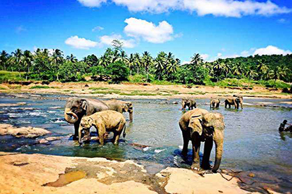品纳维拉大象孤儿院