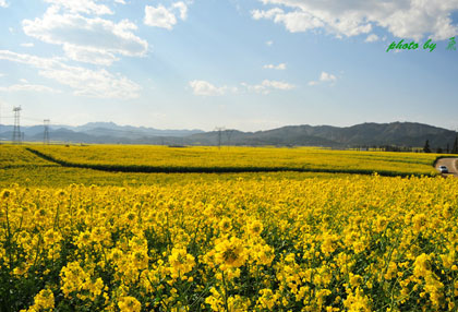 [曲靖景點]羅平油菜花