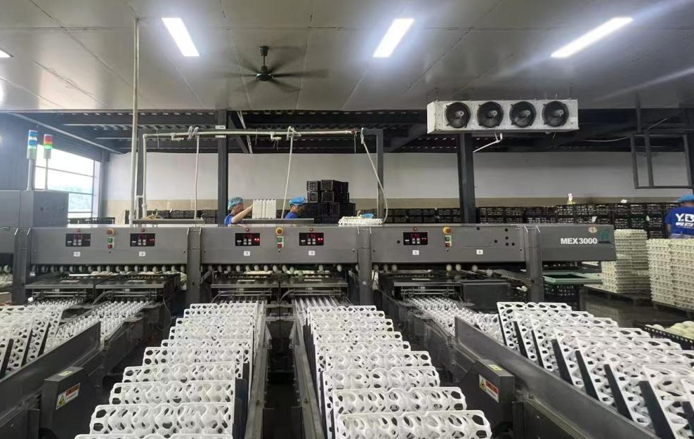 拼多多真金白银推“千亿扶持”，西部订单引领端午咸鸭蛋市场火爆