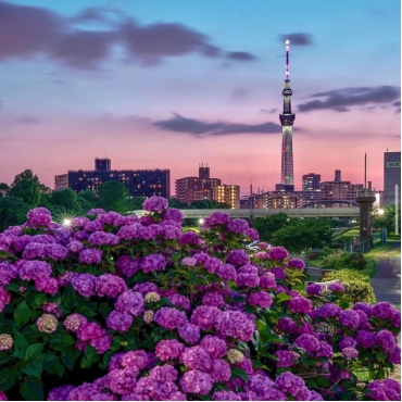 日本东京夜景浪漫指南：从经典地标到隐秘胜地