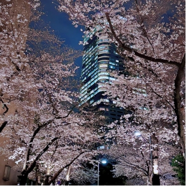 日本东京夜景浪漫指南：从经典地标到隐秘胜地