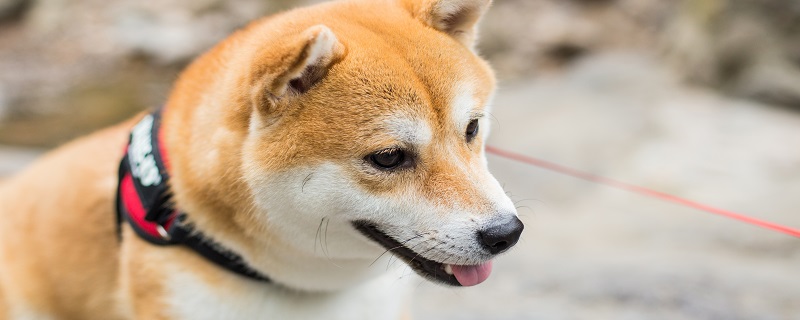 柴犬流泪怎么办柴犬流泪的原因