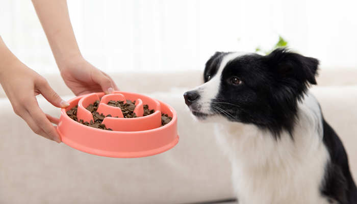狗能吃青椒吗