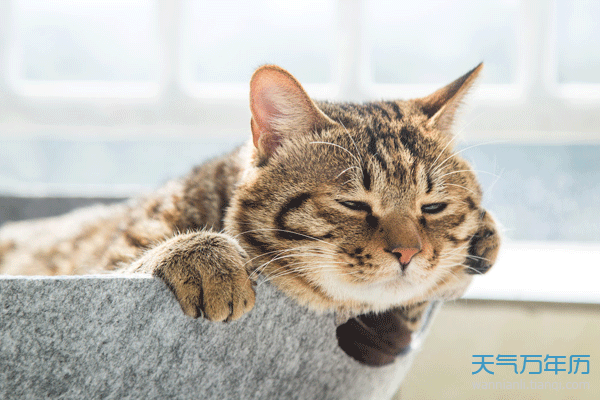 梦见猫死了什么意思 梦到猫死了有什么征兆
