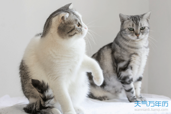 梦到猫入室内什么意思 梦到猫入室内有什么征兆