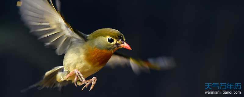梦境之翼，解析梦见自己养漂亮的鸟儿的深层含义