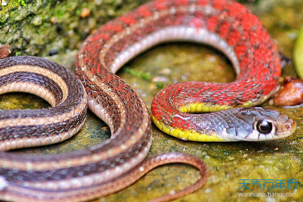 属蛇的人是哪年的 wnl_pc