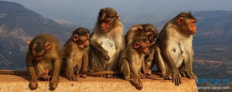 猴和羊相配婚姻如何猴和羊属相合不合