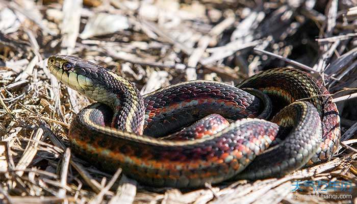 蛇属于两栖动物还是爬行动物 wnl_pc