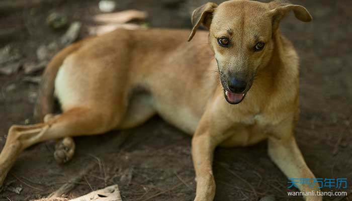 狗与哪个生肖相冲相克 属狗相克的属相有哪些