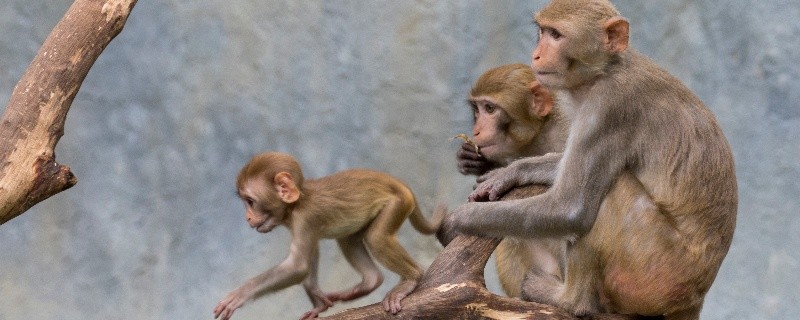 猴子和老鼠的合影图片图片