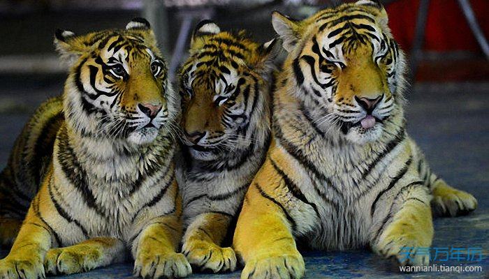 属蛇和属虎 天气万年历