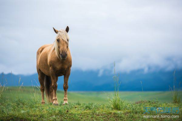 生肖馬農曆幾月出生好 屬馬生在幾月最好農曆