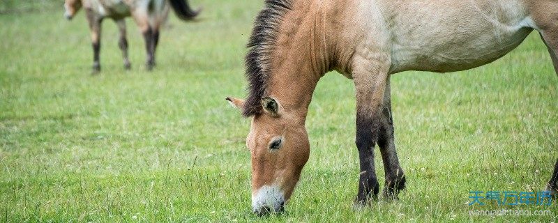 生肖馬與什麼生肖最合 生肖馬和什麼生肖配