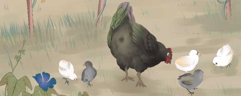 鸡跟虎合不合鸡跟虎是相冲还是相克