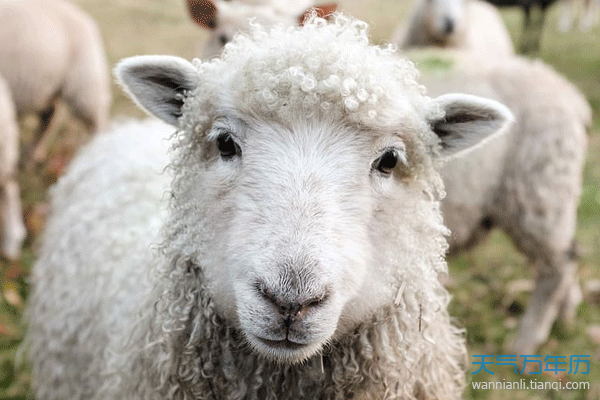 2003年属羊的人2021年运程详解