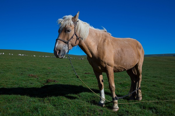 梦见仙马预示什么梦见仙马好不好