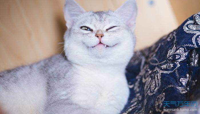 好听的叠字猫咪名字 有创意的猫咪名字 - 万年历