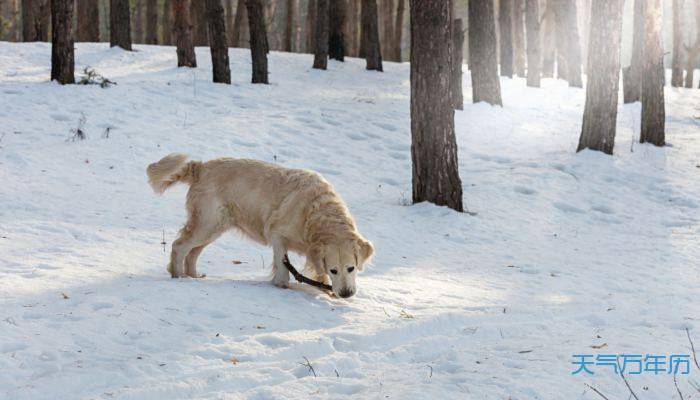 如何给狗狗起名字最有含义 wnl_pc