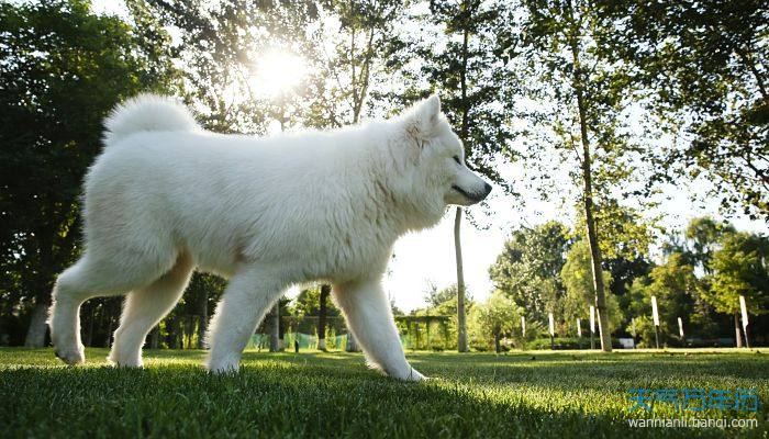 道格,小志乾隆,弑魂,凌云,逆刃小贝,红神,奶搪,喵喵白色萨摩耶公狗起